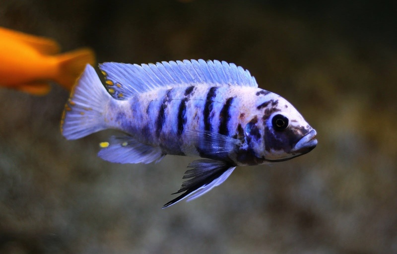 Maylandia zebra 'Masinje'